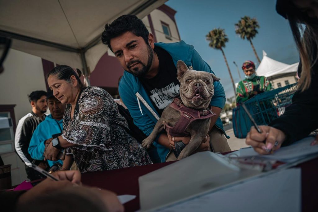 BUSCAN IMPULSAR CAMPAÑAS A FAVOR DEL BIENESTAR ANIMAL.

