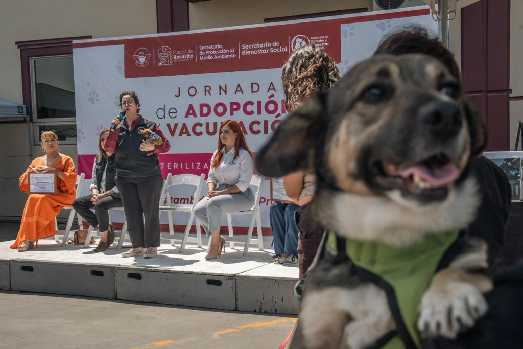 IMPULSAN ADOPCIÓN Y VACUNACIÓN CON LA FERIA DEL BIENESTAR ANIMAL