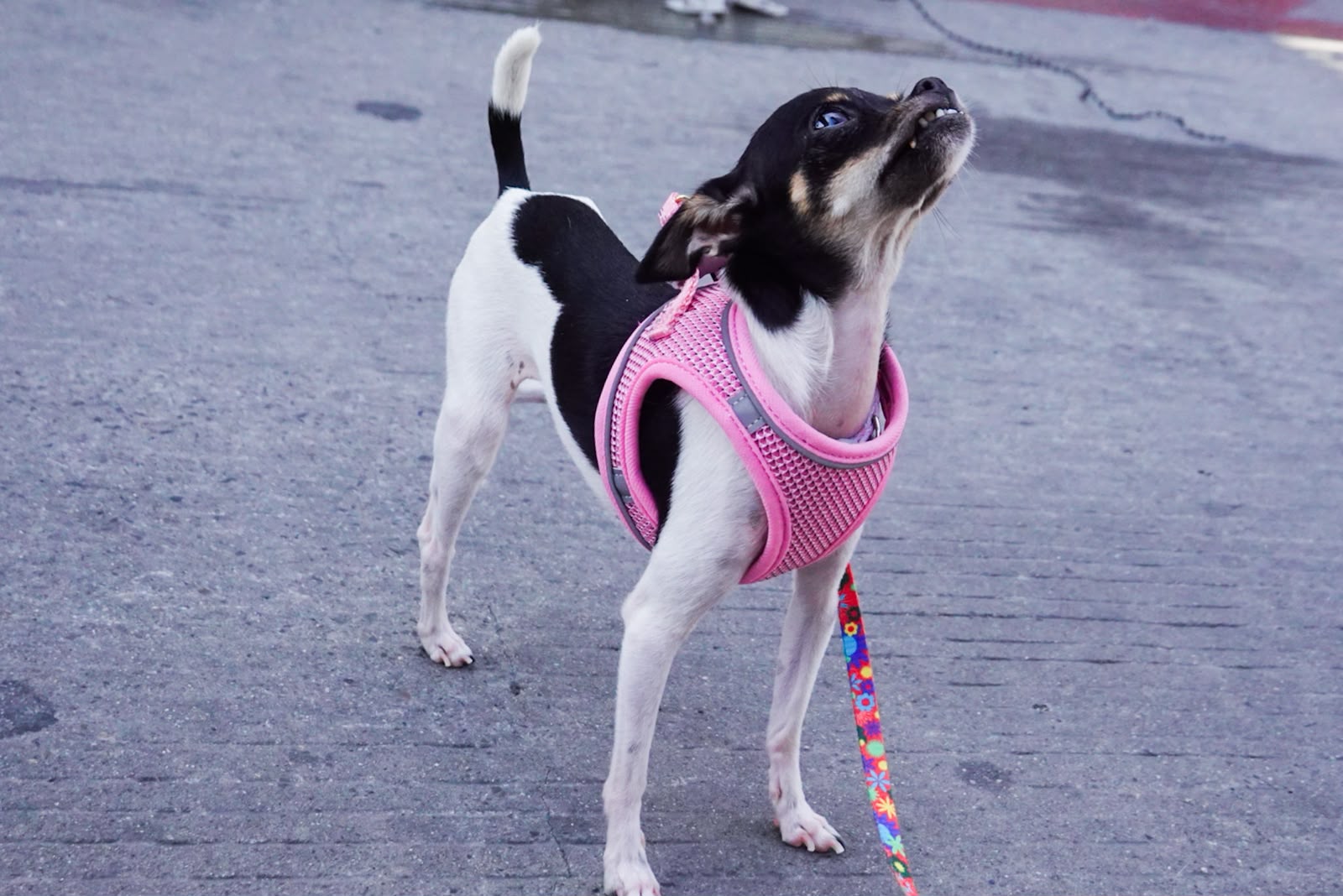 HOGARES TEMPORALES, UNA ALTERNATIVA ANTE LA SATURACIÓN DE REFUGIOS PARA ANIMALES EN TIJUANA