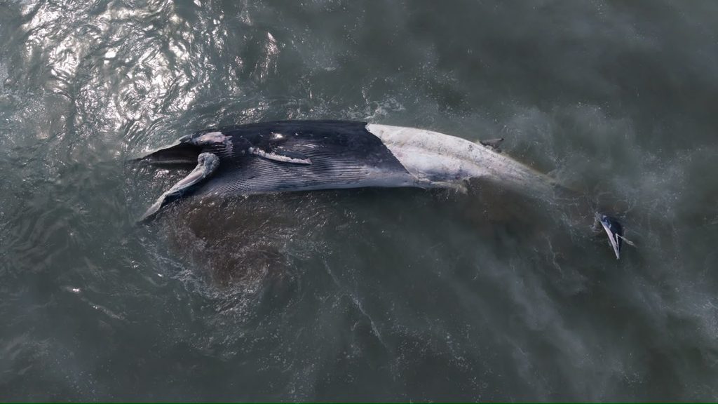 BALLENA