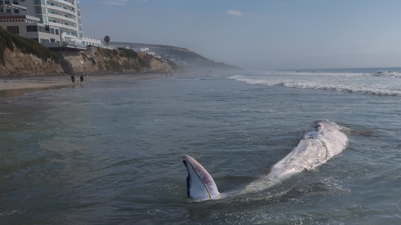 ALERTA EN PLAYAS DE TIJUANA POR BALLENA DE 12 METROS LOCALIZADA SIN VIDA