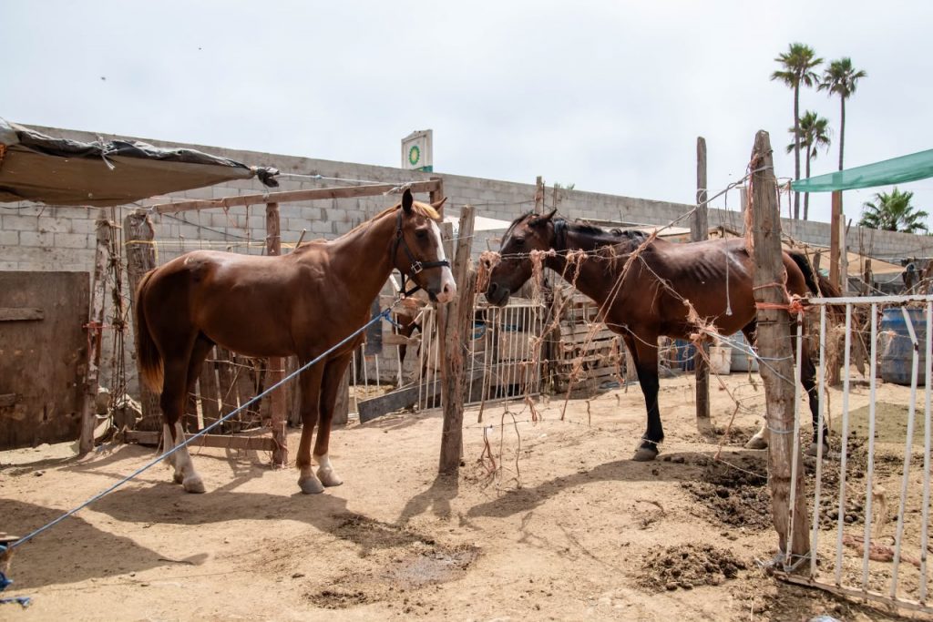 RESCATAN DOS CABALLOS TRAS DETECTARLOS EN CONDICIONES CRÍTICAS.